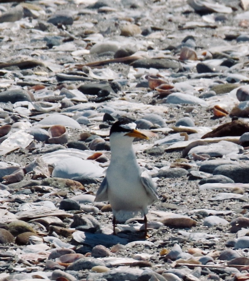 Least Tern - ML172037551