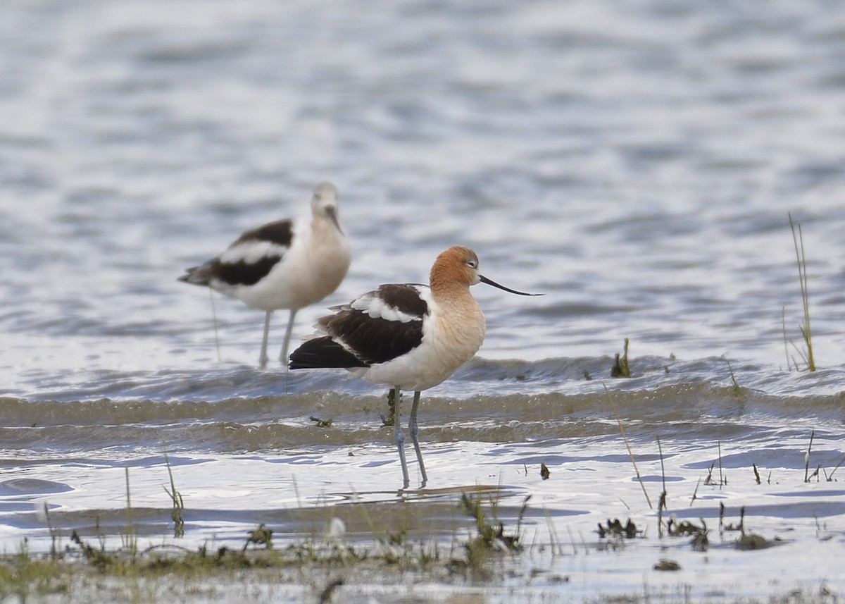 Avoceta Americana - ML172038241