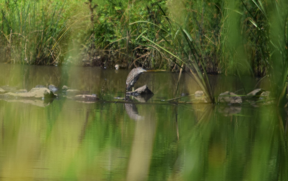 Black-crowned Night Heron - ML172038581