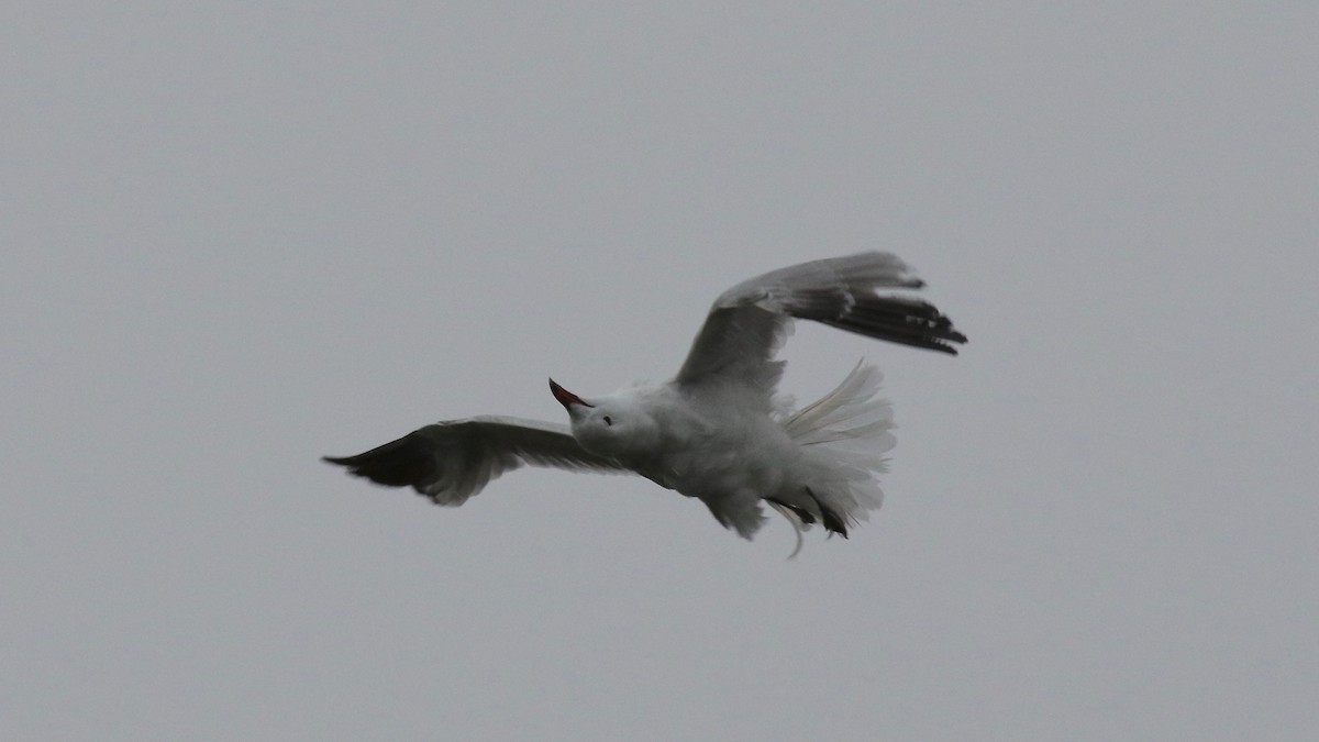 Gaviota de Audouin - ML172039581