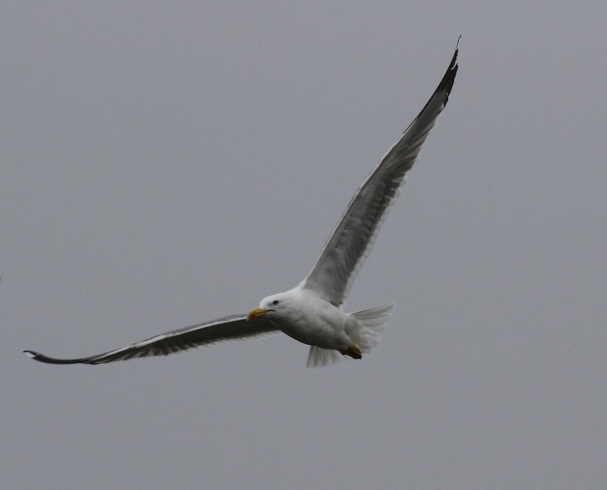 Yellow-legged Gull - ML172039631