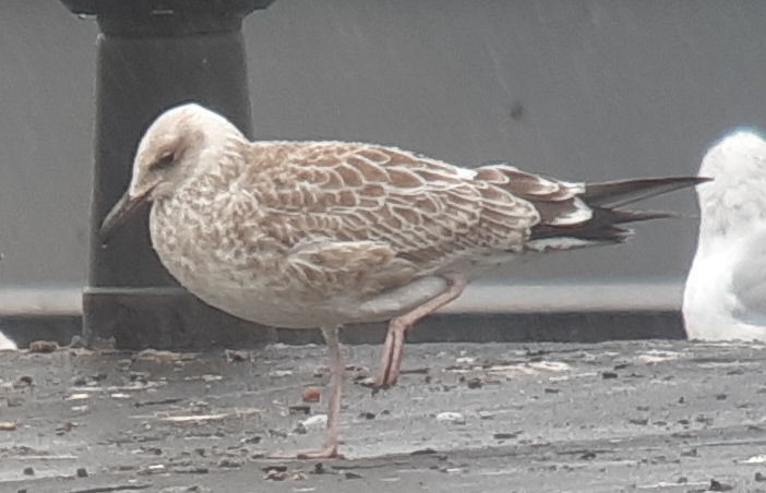 Caspian Gull - ML172039741