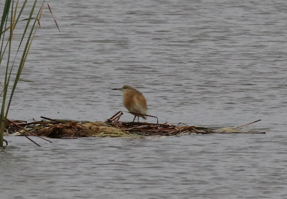 Squacco Heron - Sandy Vorpahl