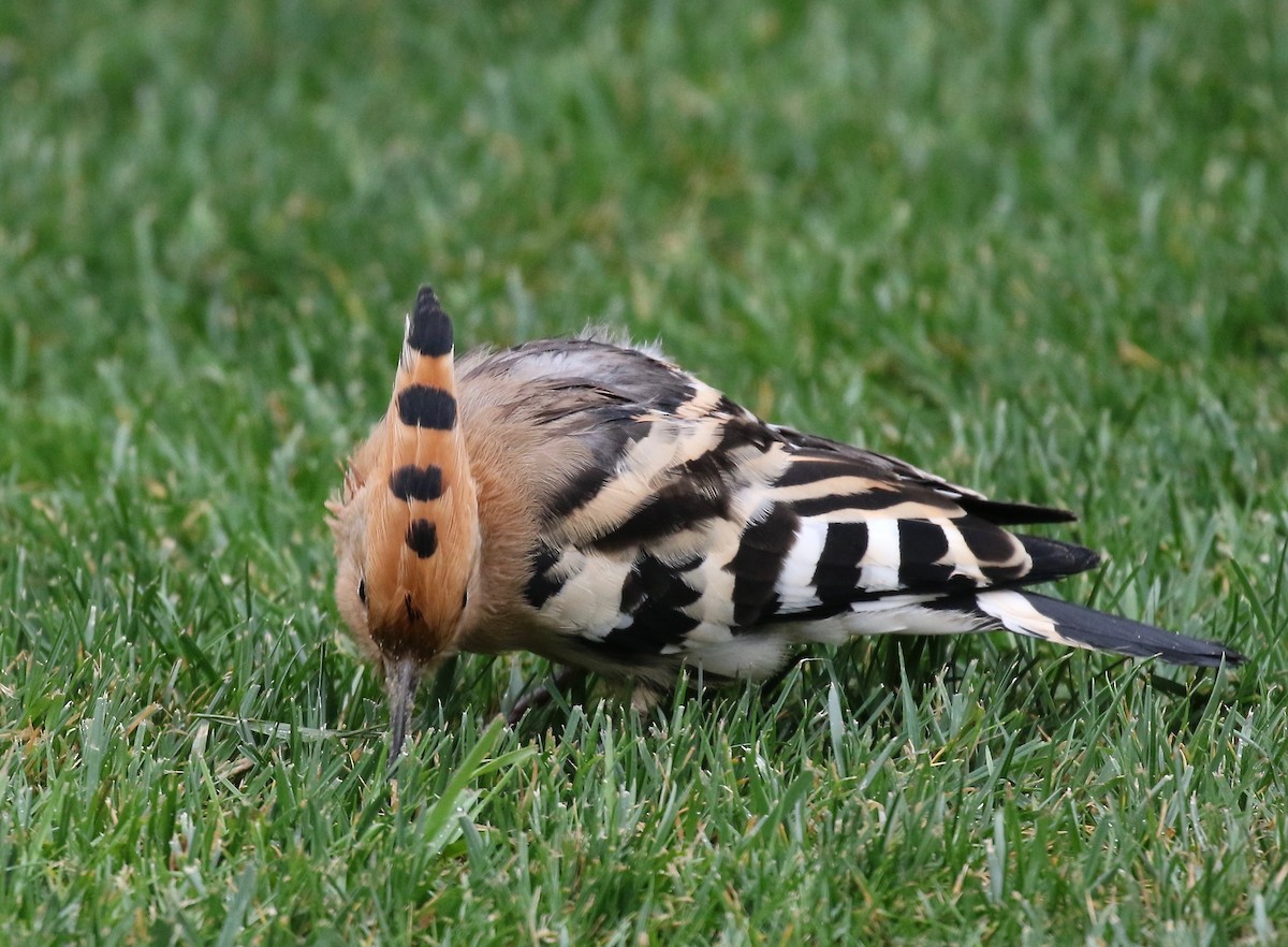 Eurasian Hoopoe - ML172040061