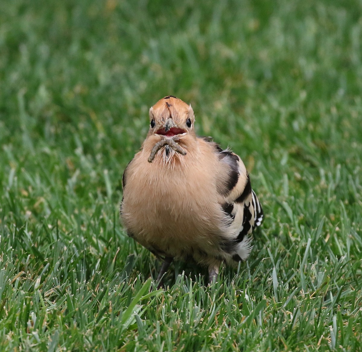 Eurasian Hoopoe - ML172040121