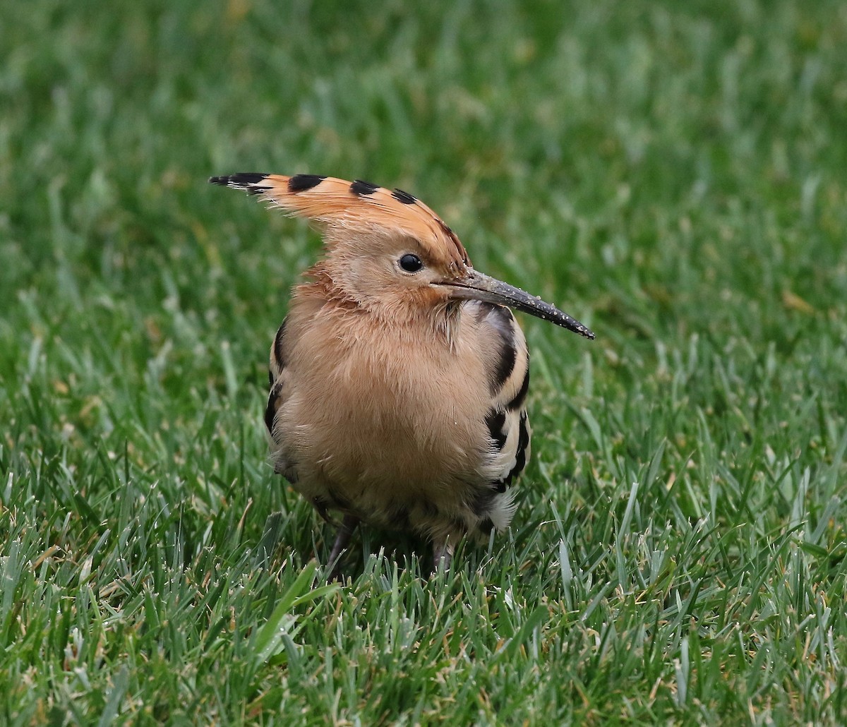 Eurasian Hoopoe - Sandy Vorpahl