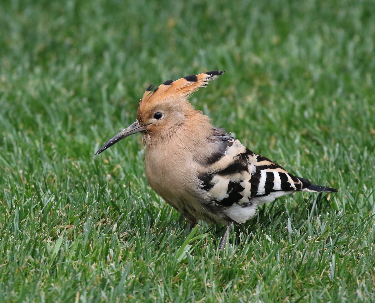 Eurasian Hoopoe - Sandy Vorpahl