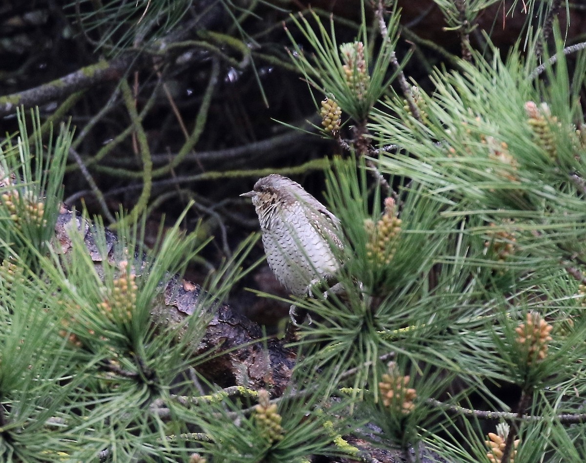 Eurasian Wryneck - ML172040351