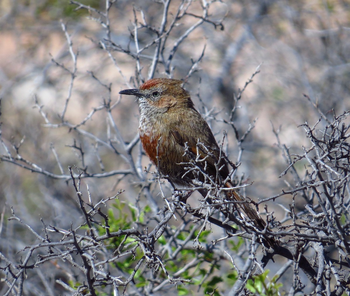Cinnamon-breasted Warbler - ML172040481