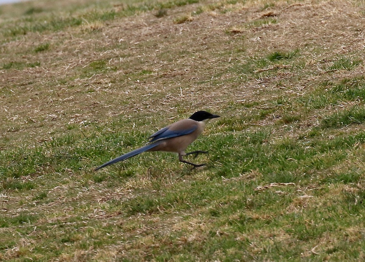 Iberian Magpie - ML172040541