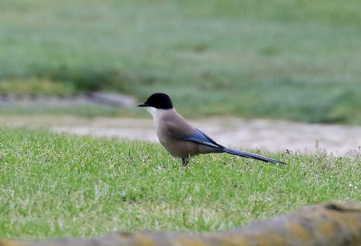 Iberian Magpie - ML172040551