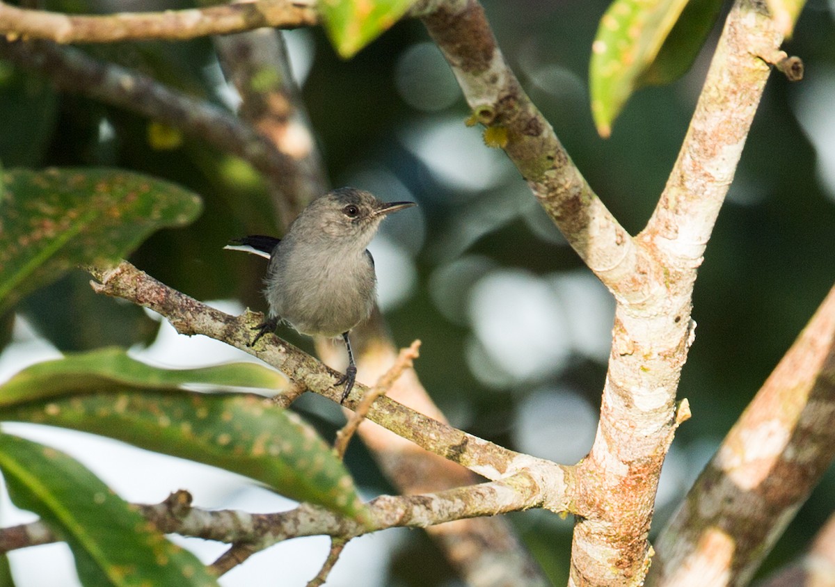 Klages's Gnatcatcher - ML172040841