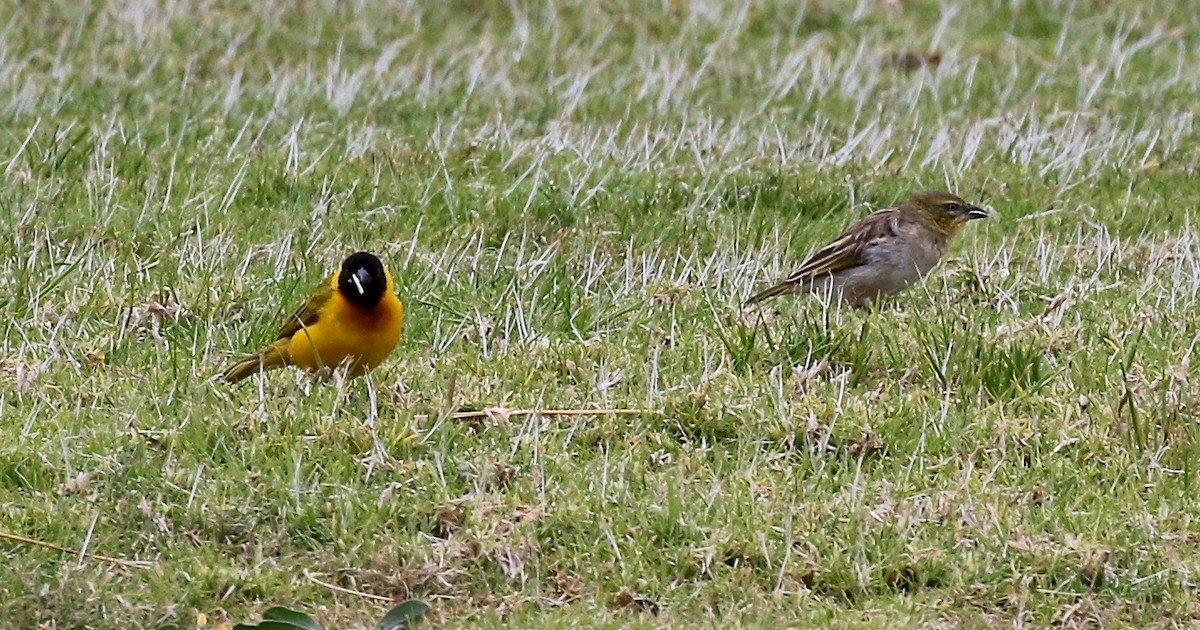 Black-headed Weaver - ML172040931