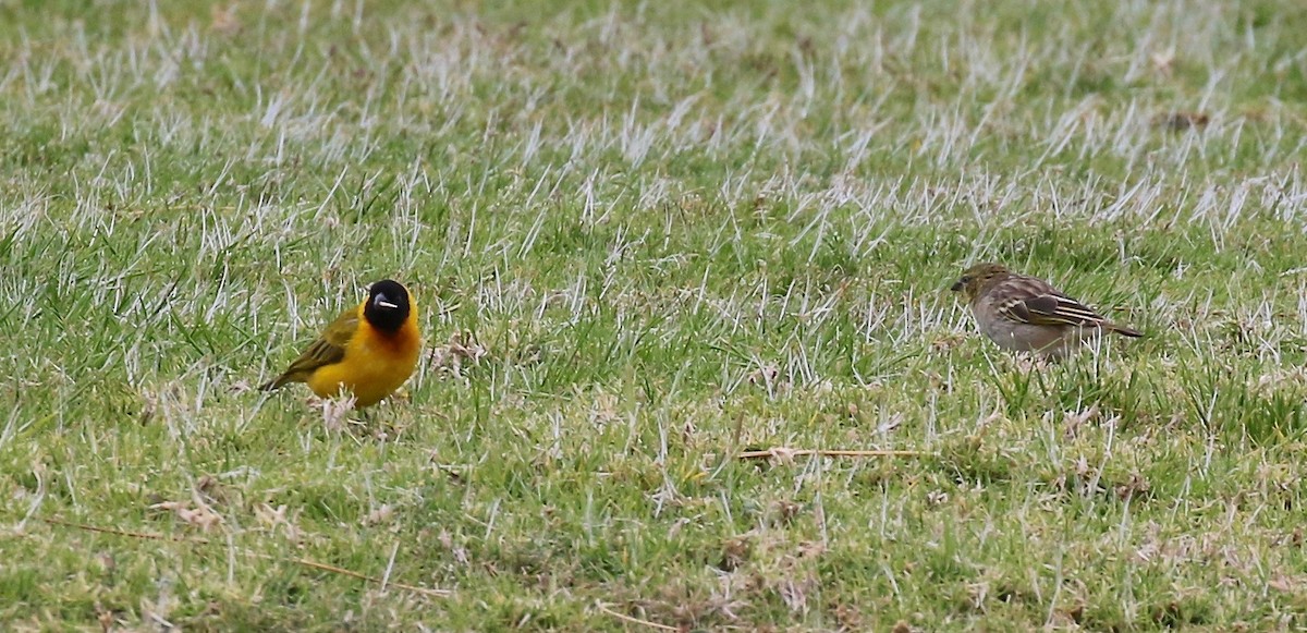 Black-headed Weaver - ML172041021