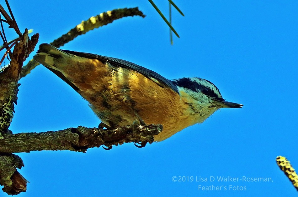 Red-breasted Nuthatch - ML172046091