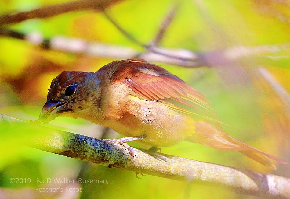 Summer Tanager - ML172046531
