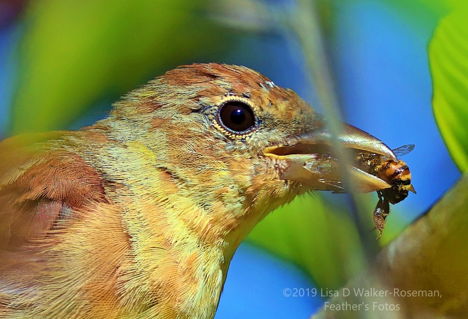 Summer Tanager - ML172046551