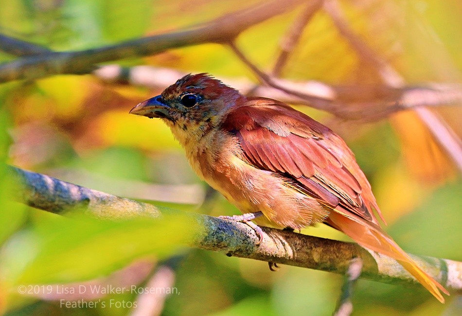 Summer Tanager - ML172046561