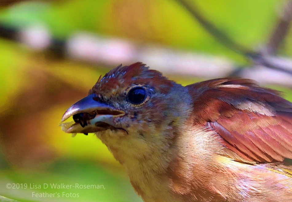 Summer Tanager - ML172046571