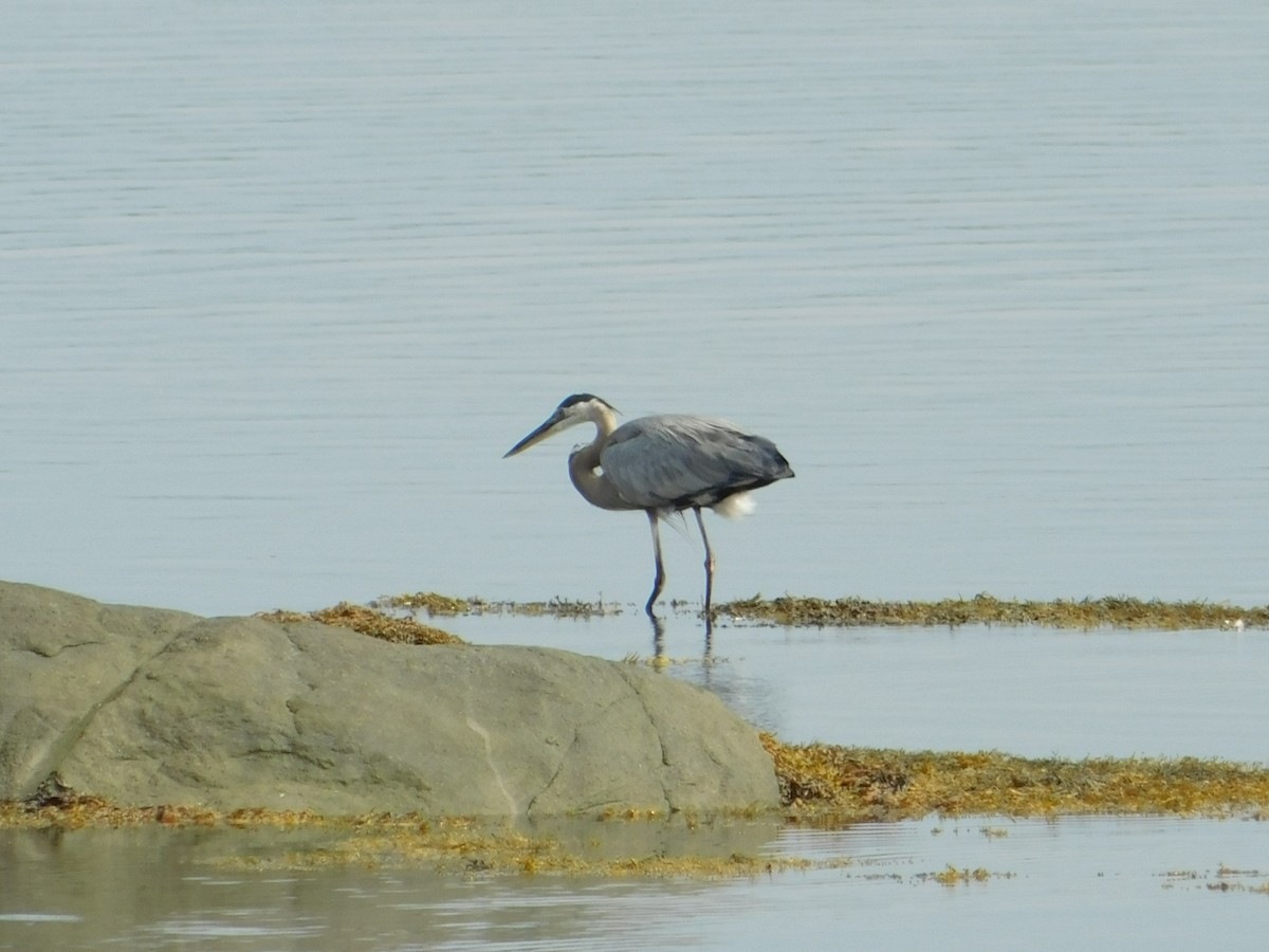 Great Blue Heron - Luis Mendes