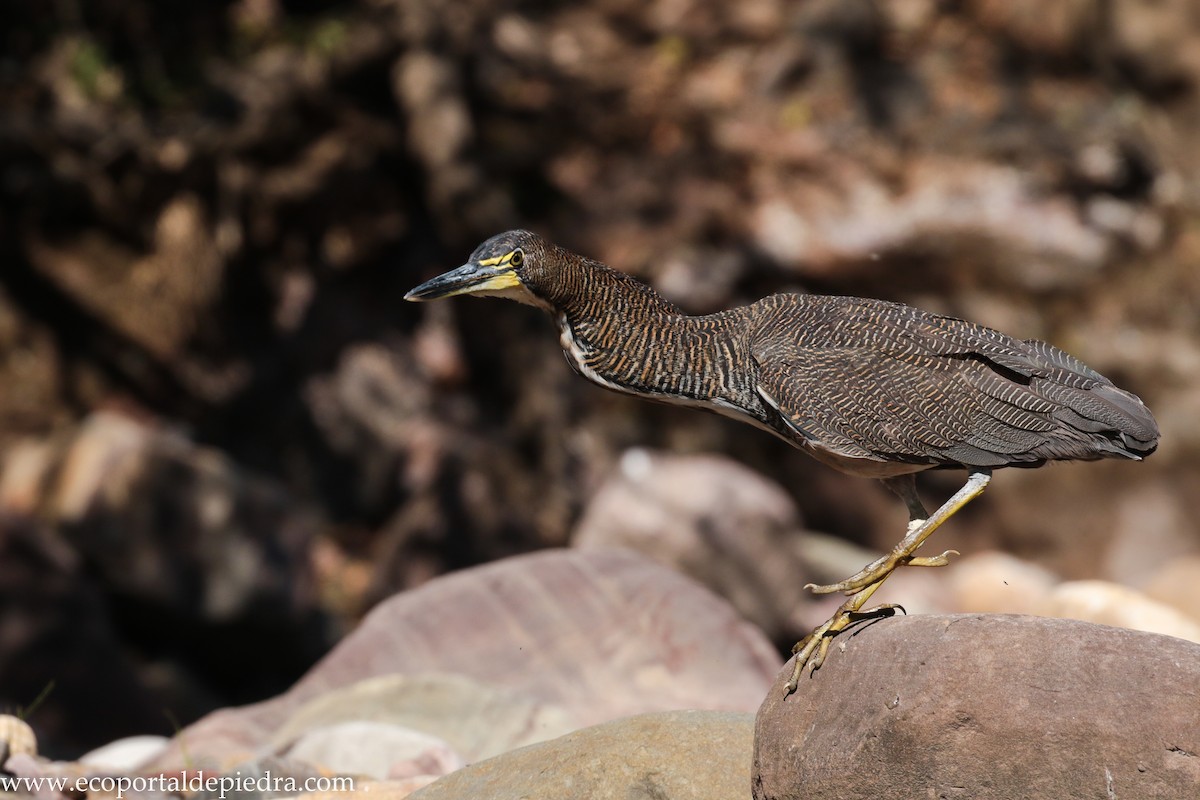 Fasciated Tiger-Heron - ML172048151