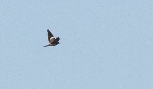 White-winged Dove - ML172048251