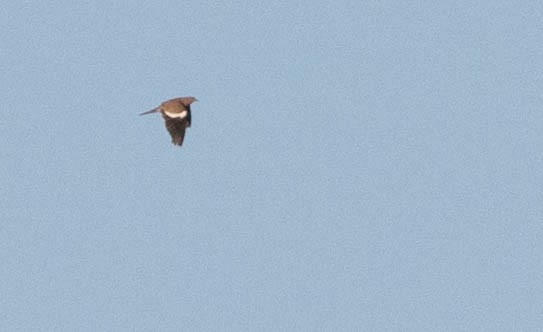 White-winged Dove - ML172048261