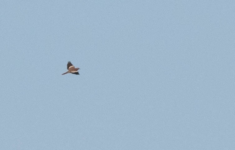 White-winged Dove - ML172048271