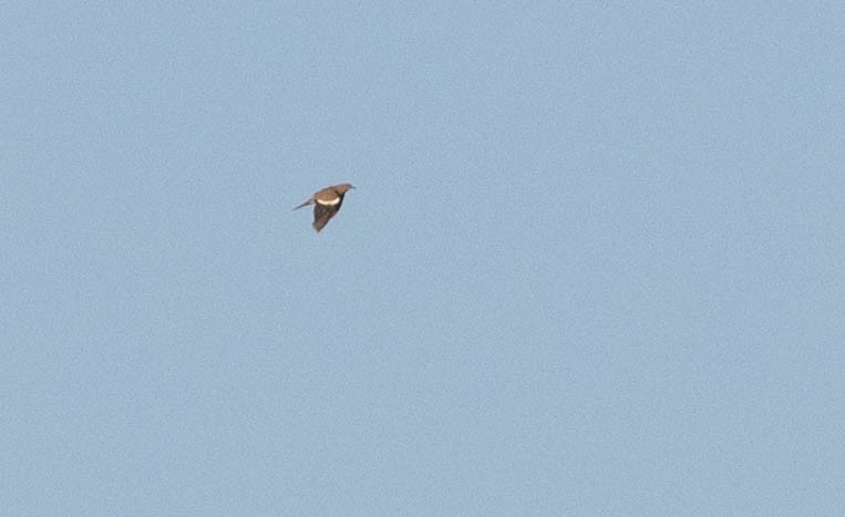 White-winged Dove - ML172048291