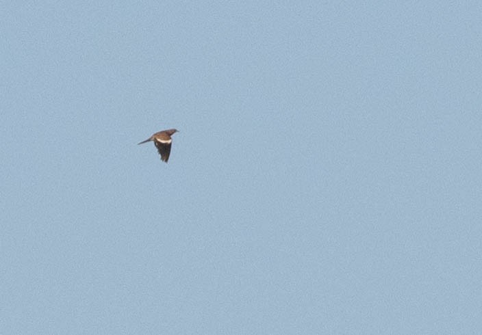 White-winged Dove - ML172048301