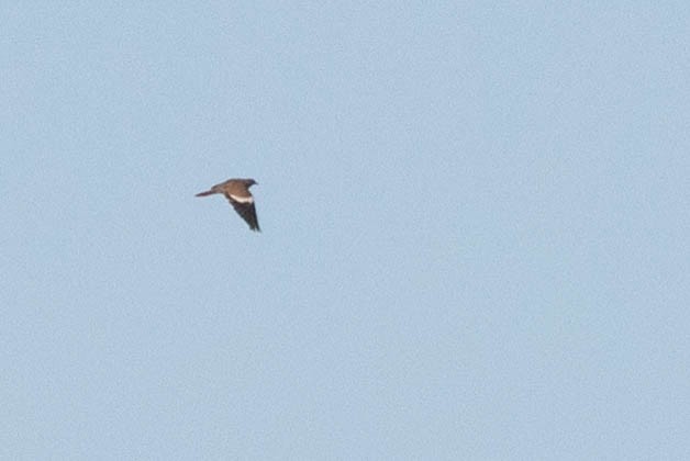 White-winged Dove - ML172048311