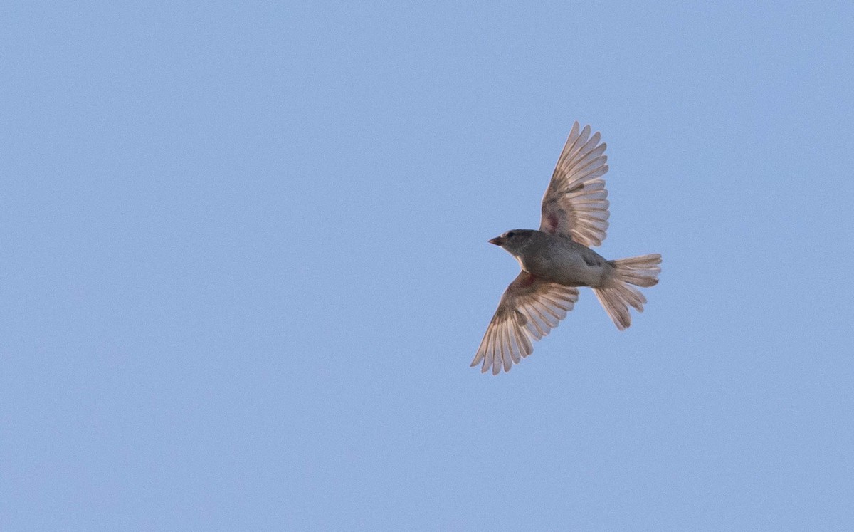 Moineau domestique - ML172048751