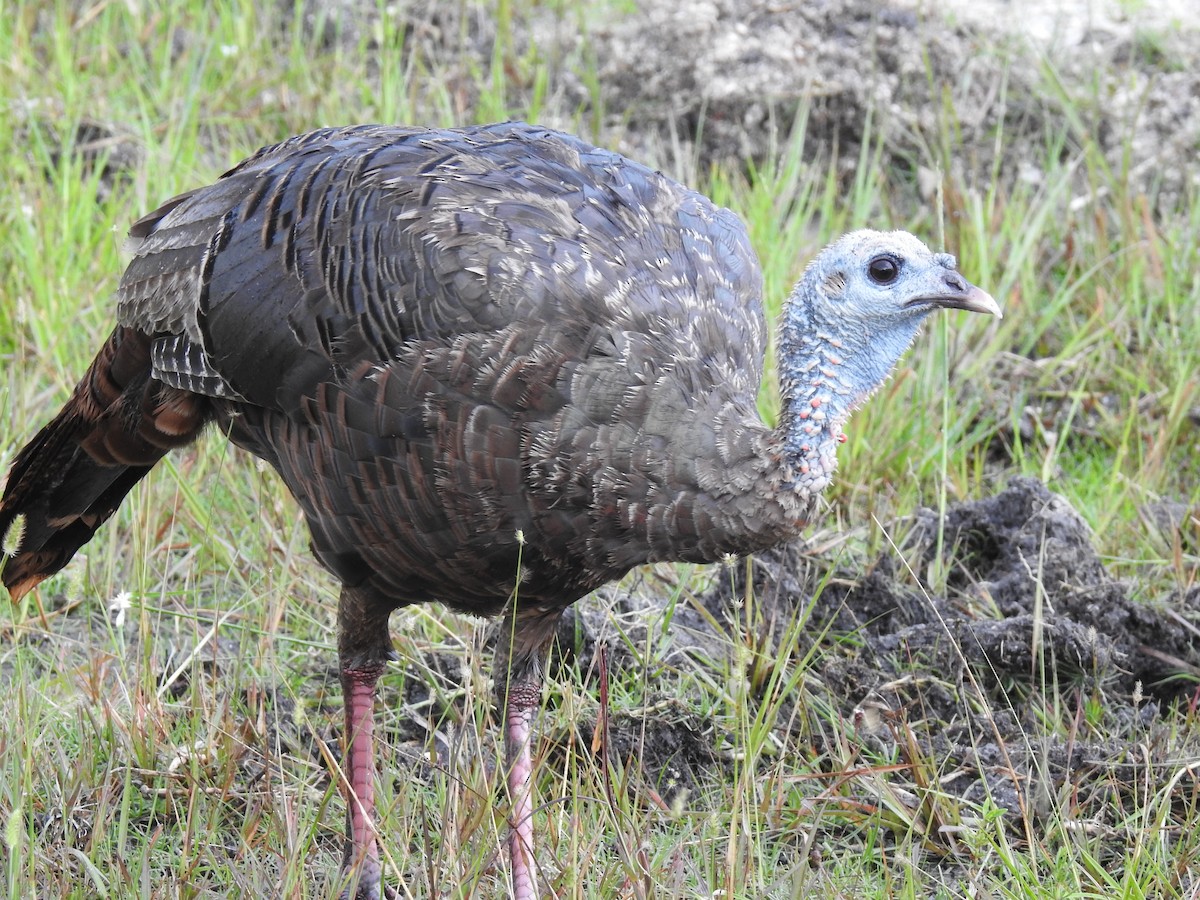 Wild Turkey - Jeffrey Gammon