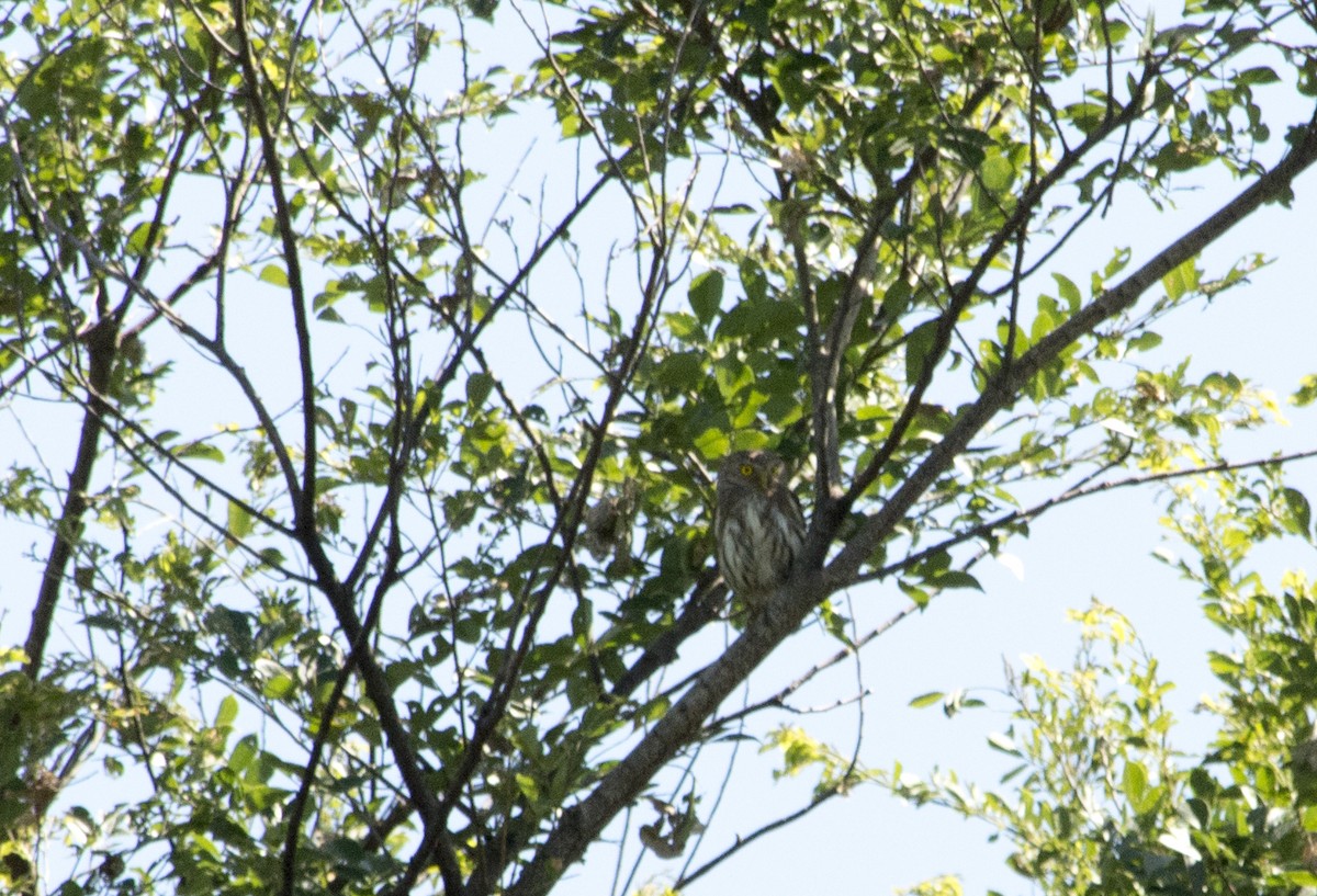 Ferruginous Pygmy-Owl - Cristian Eric  Miranda