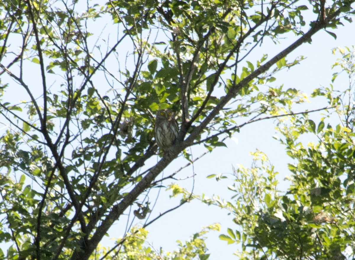 Ferruginous Pygmy-Owl - ML172049981