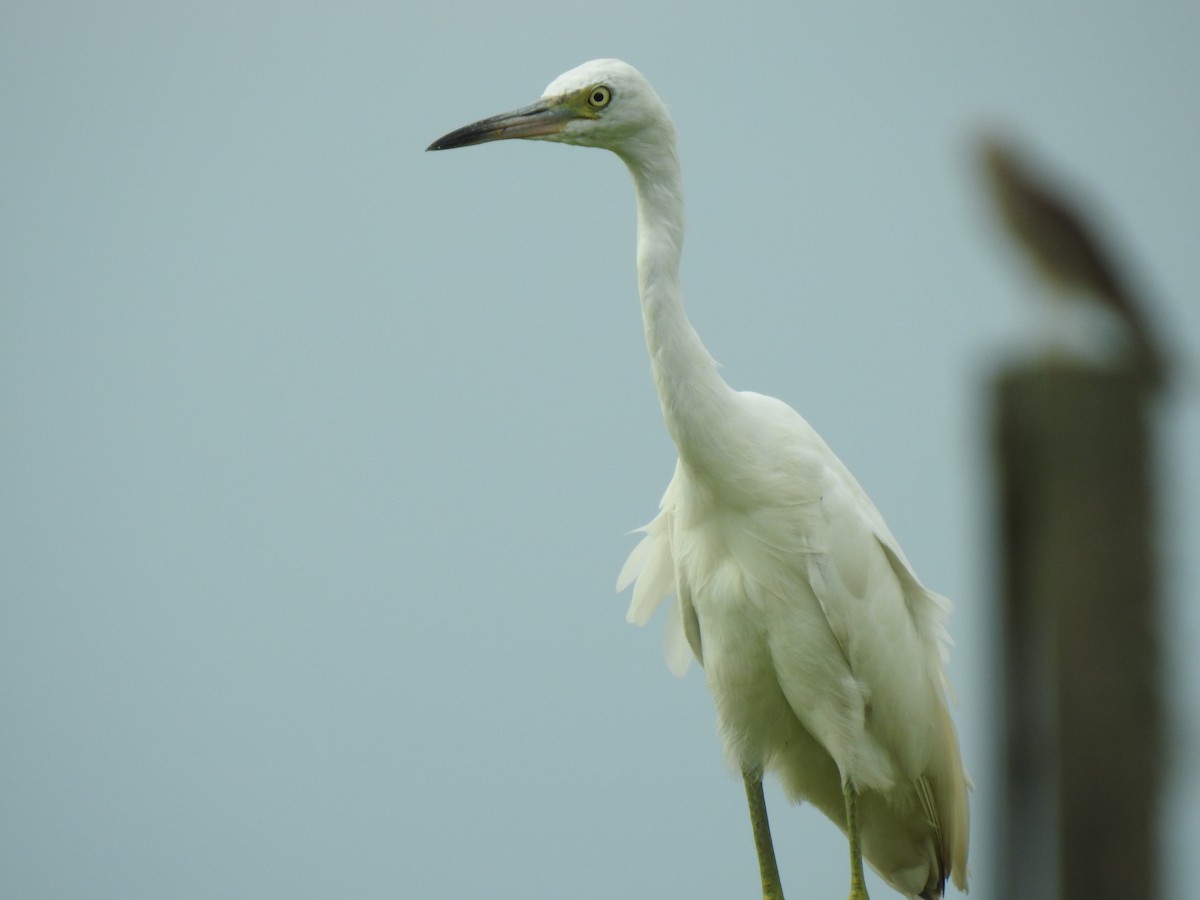 Little Blue Heron - Jeffrey Gammon