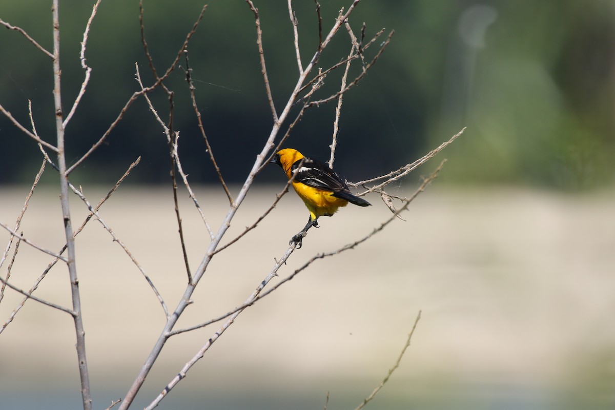 Hooded Oriole - ML172050441