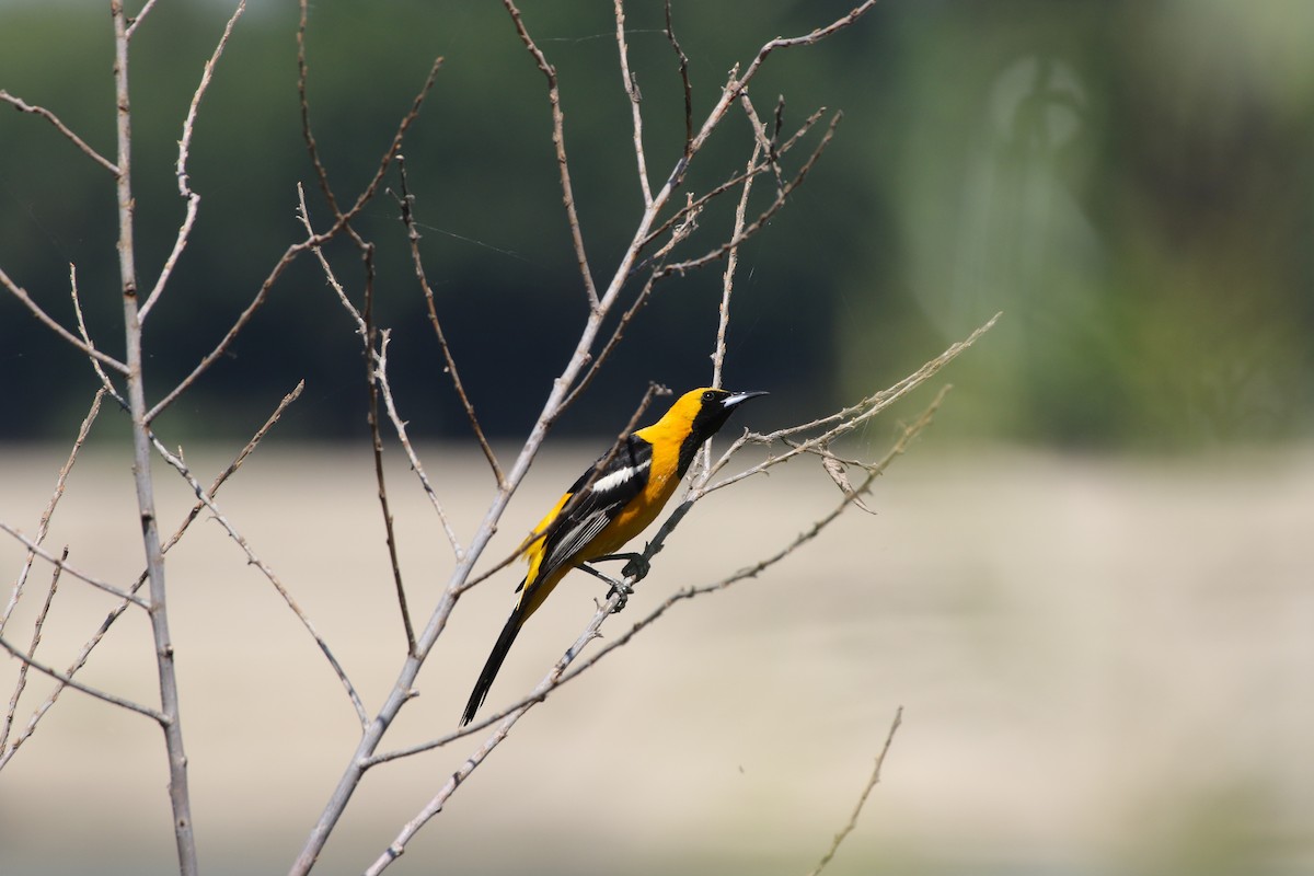 Hooded Oriole - ML172050451