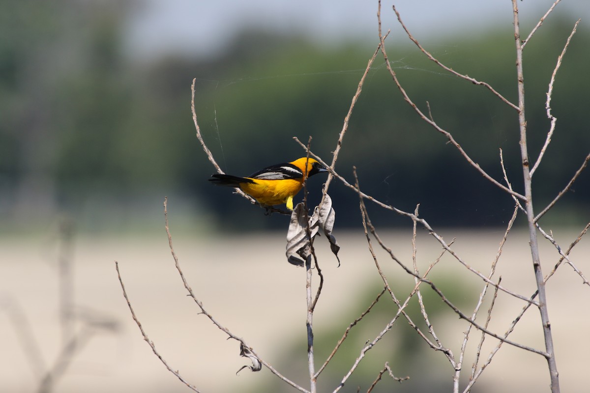 Hooded Oriole - ML172050461