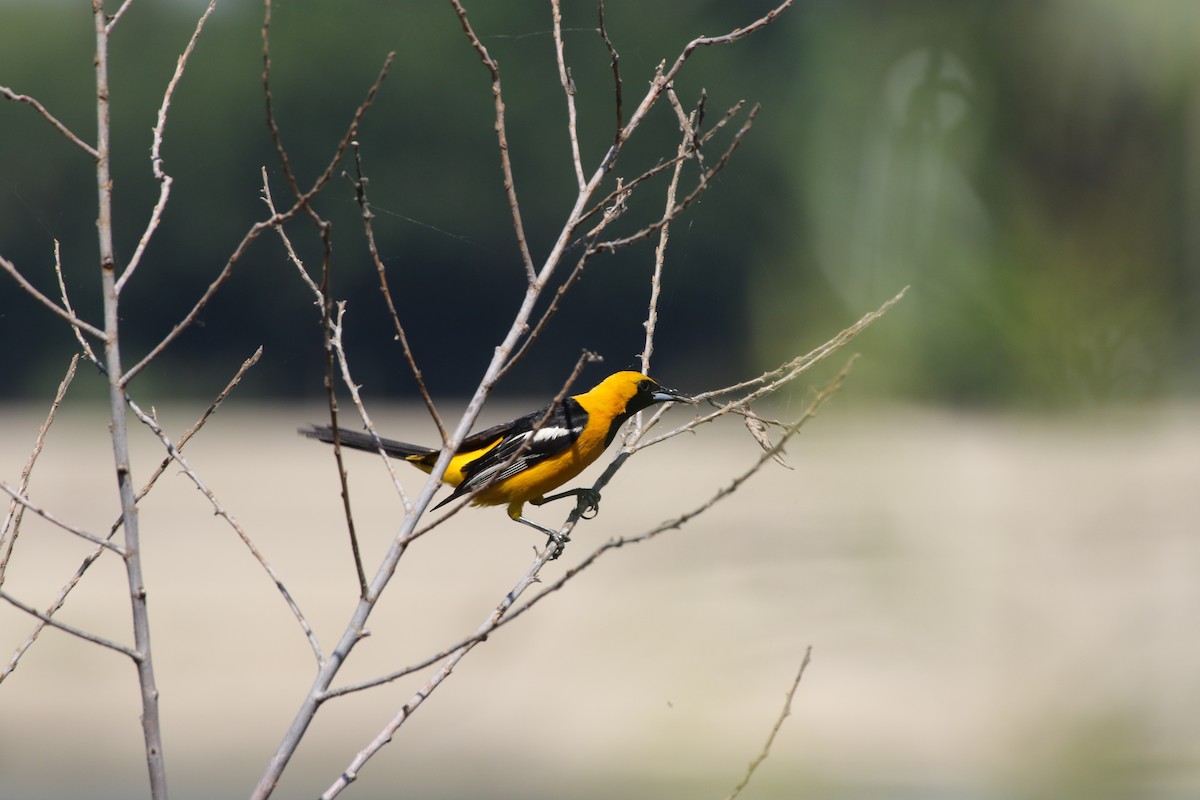 Hooded Oriole - ML172050471