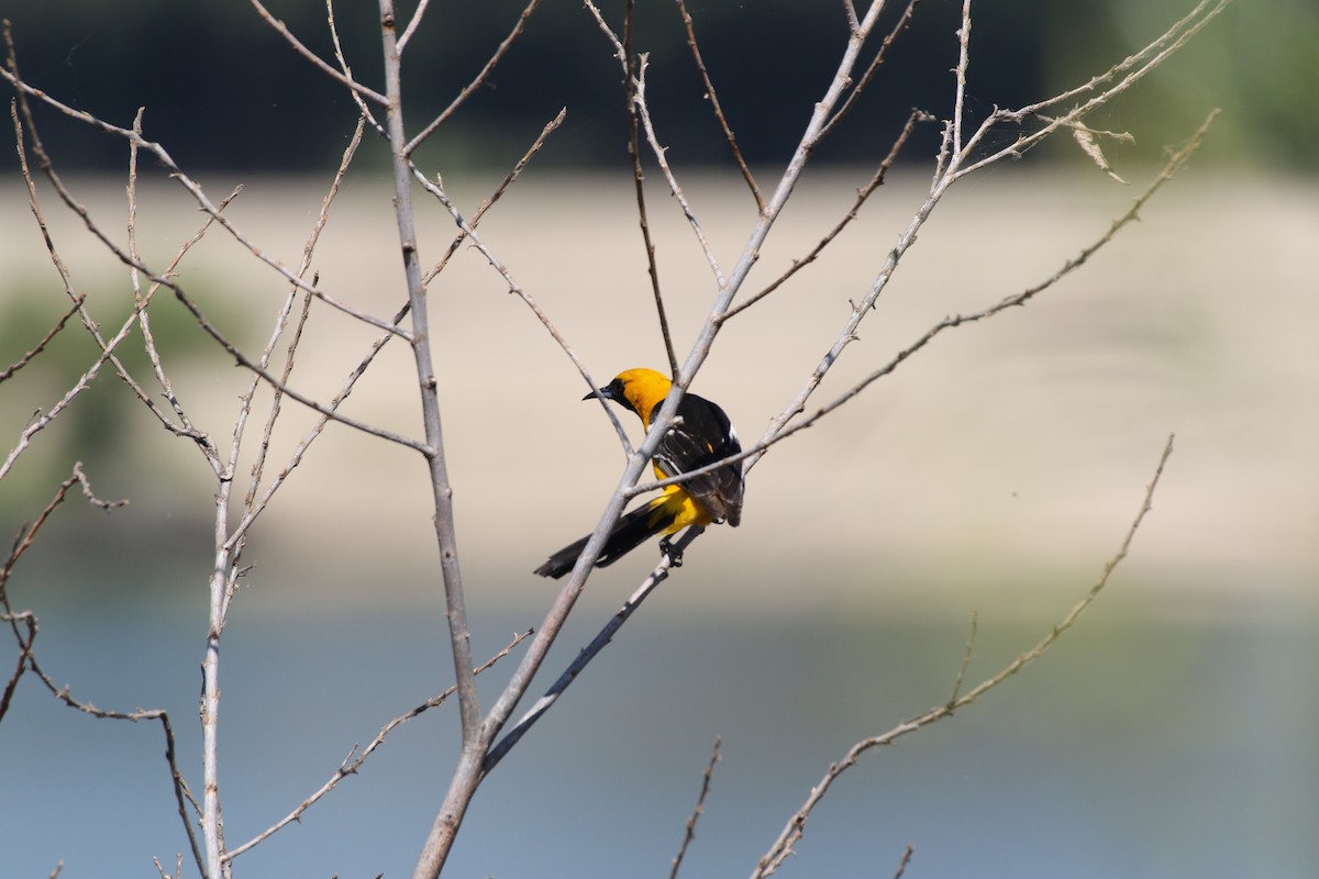 Hooded Oriole - ML172050481