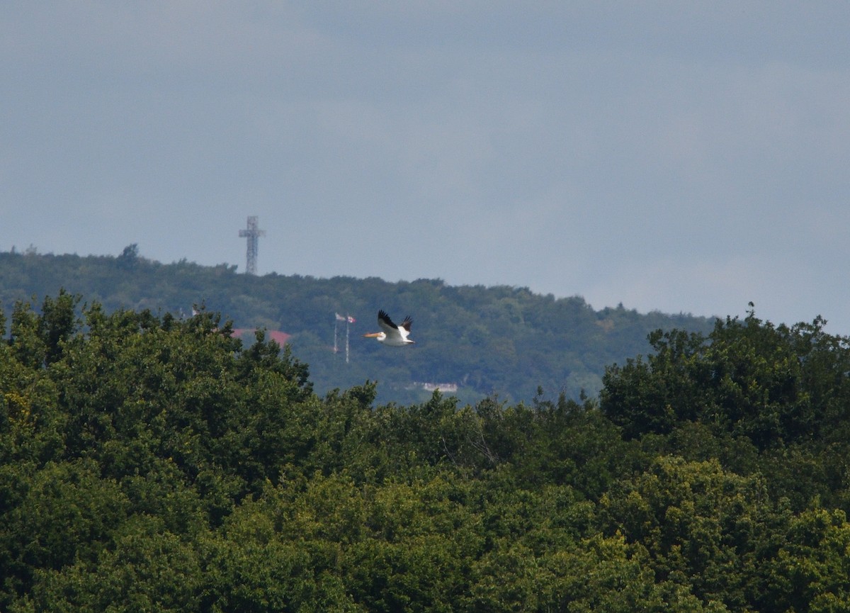 American White Pelican - ML172051501