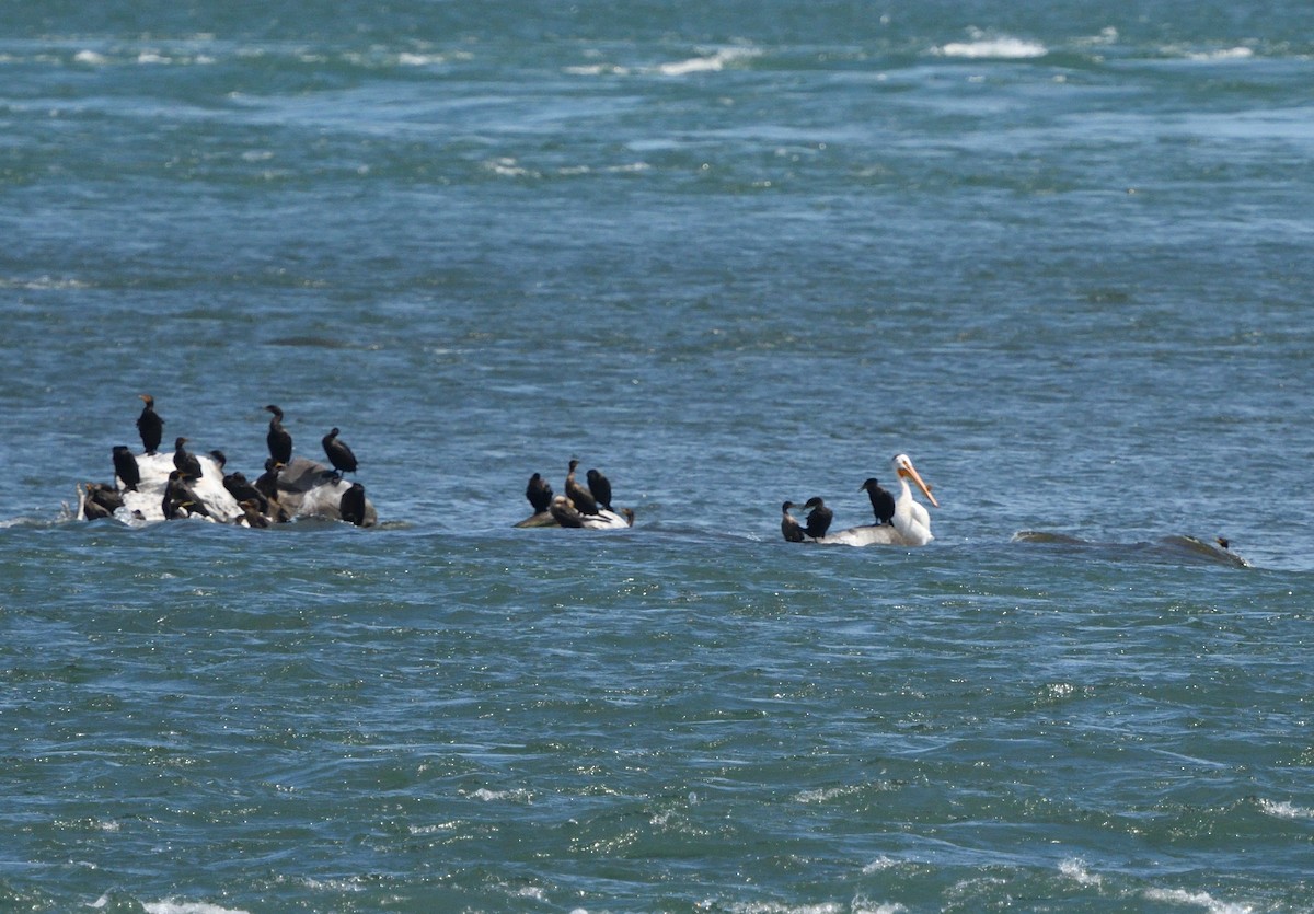 American White Pelican - ML172051531