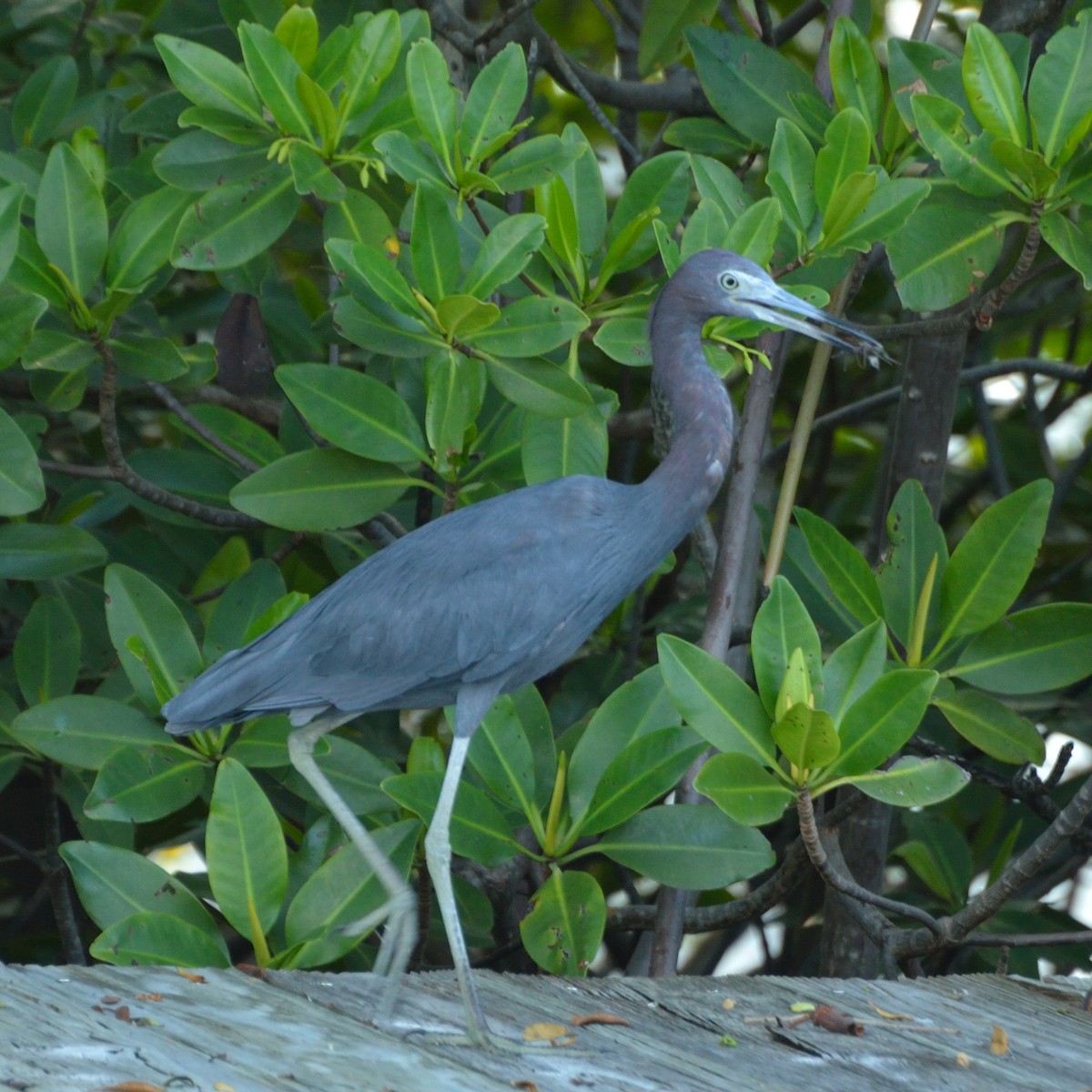 Little Blue Heron - ML172051841