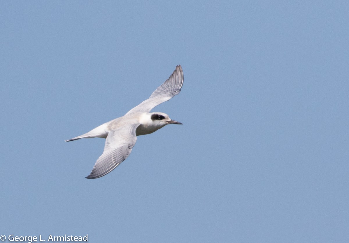 Forster's Tern - George Armistead | Hillstar Nature