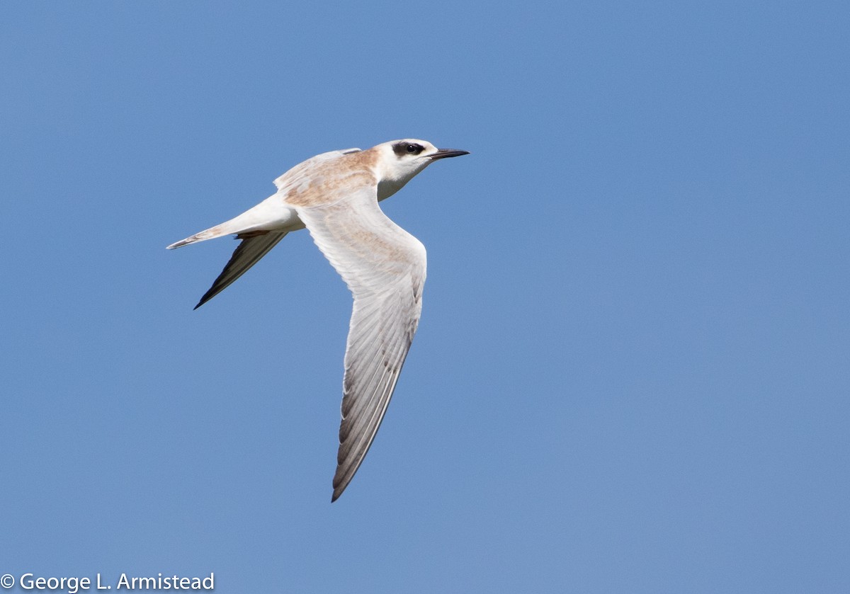 Forster's Tern - George Armistead | Hillstar Nature