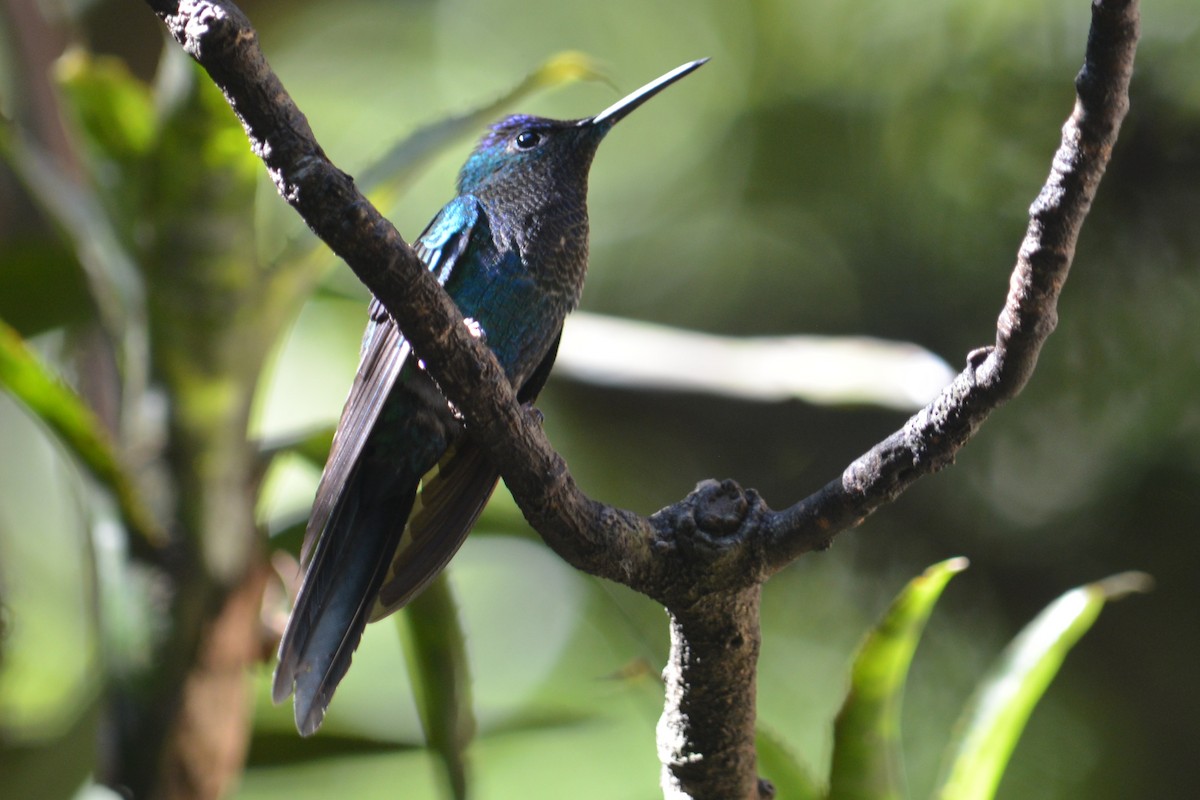 Violet-capped Woodnymph - ML172053721