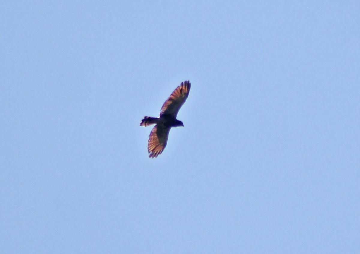 Roadside Hawk - ML172054311