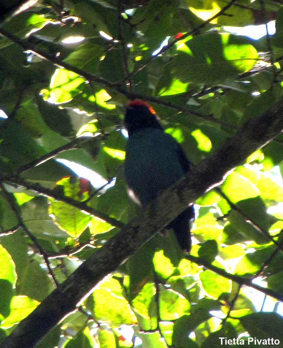 Swallow-tailed Manakin - Maria Antonietta Castro Pivatto