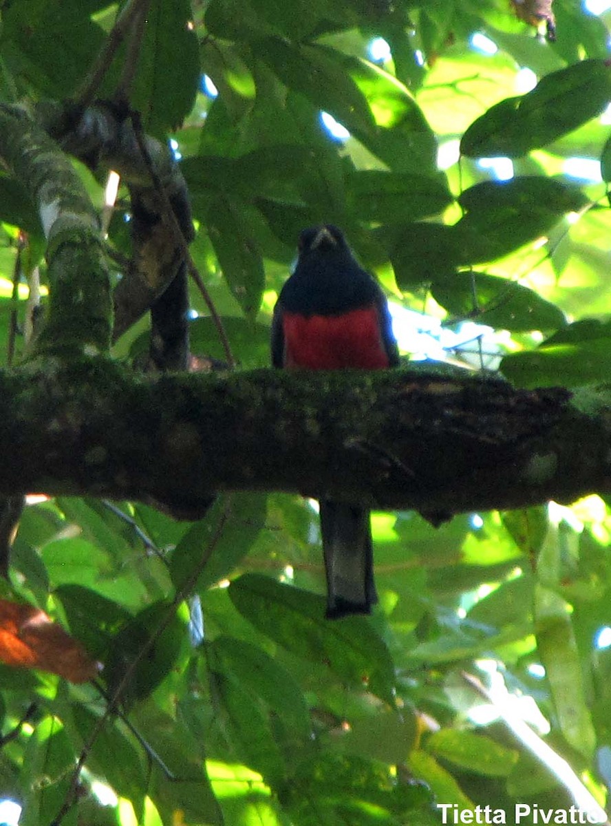 Surucua Trogon - Maria Antonietta Castro Pivatto